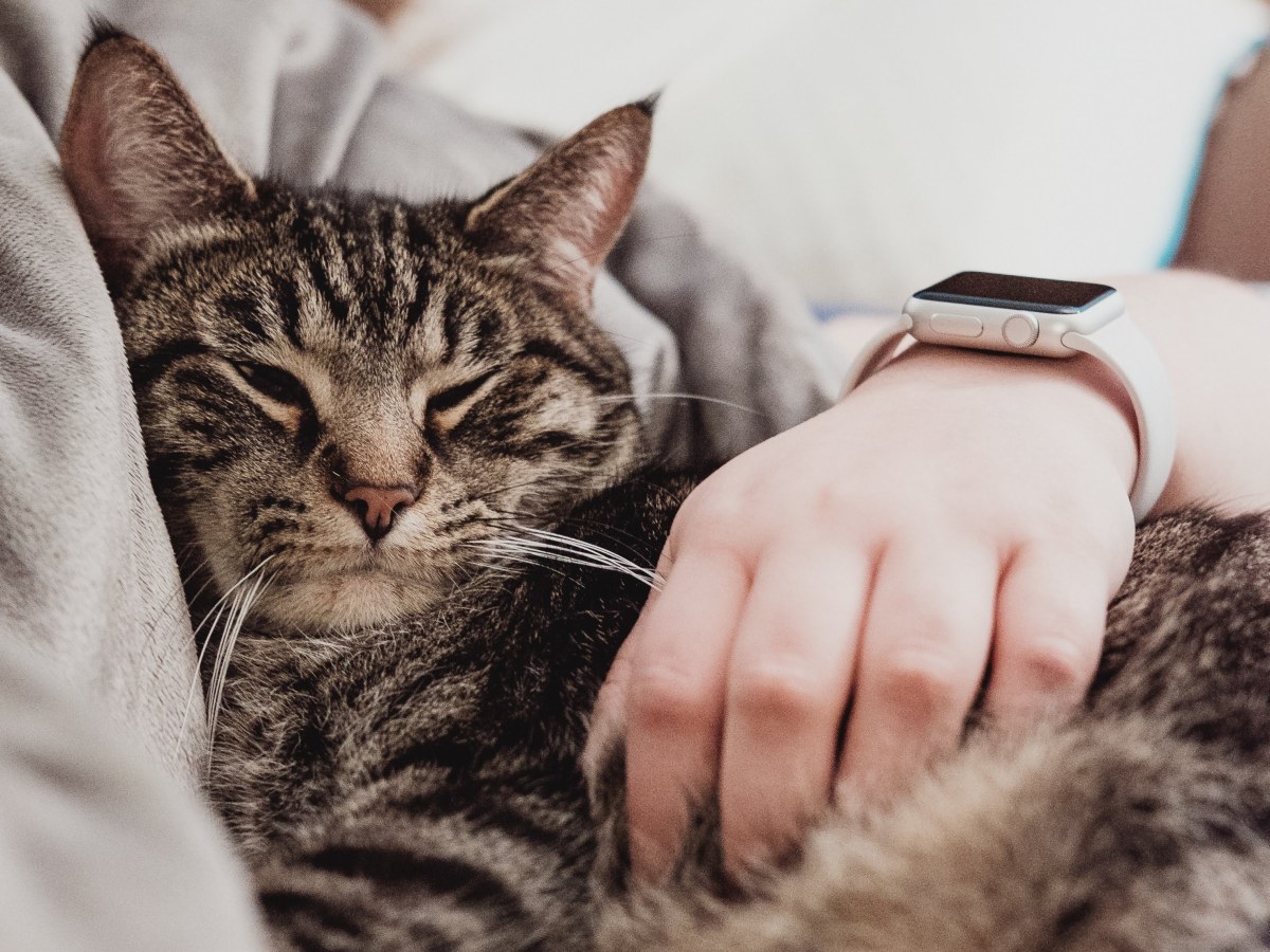 La Series 5 n'est pas vraiment meilleure : l'Apple Watch Series 4 à 379,99 euros est donc un bon plan
