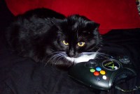Il tue son chat qui l'a empêché de finir sa partie