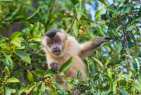 Un fossile explique l'origine des gibbons
