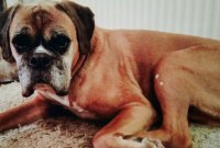 La naissance d'un chiot repousse les limites du clonage animal