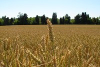 Agreen Startup, le concours qui récompense l'innovation agricole