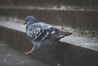 Des pigeons connectés pour mesurer le taux de pollution