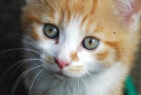 Transformez Donald Trump en chaton avec Make America Kittens Again