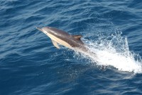 Une intelligence artificielle pourrait comprendre la langue des dauphins d'ici 2021