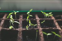 Guérir des plantes par la musique ? La comm' de Genodics à l'épreuve de...