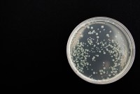 La bactérie E.coli pourrait emprisonner les émissions de gaz carbonique