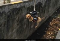 Un ingénieur sauve un chiot grâce à un drone personnalisé (et à la fin, il l'adopte)