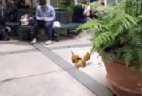 Niantic fait une démo impressionnante d'un Pikachu en réalité augmentée