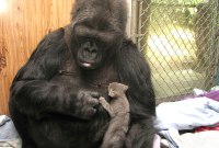 Le gorille qui savait utiliser la langue des signes est mort à 46 ans