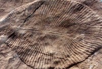 Le plus vieil animal du monde a 500 millions d'années, et sa forme est...