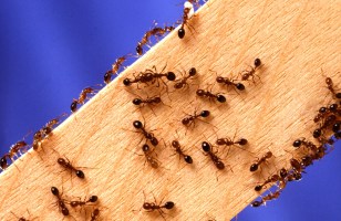 Comment les fourmis peuvent nous apprendre à éviter les embouteillages