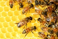 Certaines abeilles vibrent pour motiver les plus fainéantes du groupe