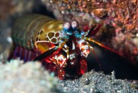 Les caméras des voitures autonomes devraient-elles s'inspirer des yeux des crevettes-mantes ?