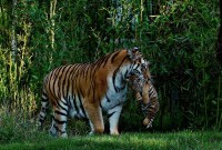 La Chine autorise de nouveau le commerce d'os de tigres et de cornes de...