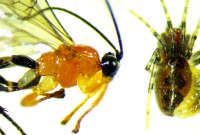 Une guêpe capable de transformer des araignées en zombies esclaves a été découverte