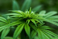 Le cannabis pourrait « reprogrammer » le sperme : qu'est-ce que cela signifie ?