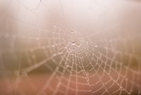 Exit la « toile d'araignée mondiale » : le « web » se traduit...