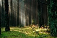 Et si la photosynthèse artificielle était la solution pour ralentir le réchauffement climatique ?