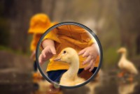 Huawei a fait la pub de son P30 avec des photos... prises au reflex