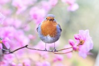 Équinoxe : pourquoi le printemps tombe-t-il le 20 mars cette année ?