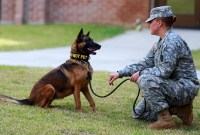La Chine a commencé à cloner les chiens policiers pour qu'ils apprennent plus vite...