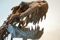 8 tonnes et 13 mètres : Scotty est le plus âgé et plus grand...