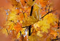 Pourquoi l'équinoxe d'automne tombe-t-il le 23 septembre cette année ?
