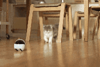 Bien sûr que votre chat avait besoin d'un robot qui compte ses pas