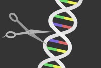 « Bébés CRISPR » : le manuscrit de cette expérience controversée révèle des failles...