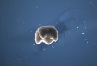 « C’est de l’ADN de grenouille, mais ce ne sont pas des grenouilles »...