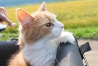 Psychiatrie, chats & erhu : 5 chaînes YouTube à suivre en janvier 2020
