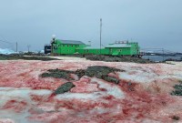 Pourquoi cette neige rouge sang en Antarctique est liée au changement climatique