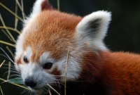Firefox 78 est disponible : quoi de neuf dans le navigateur web de Mozilla...