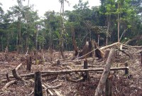 Coronavirus : la déforestation en Amazonie menace plus que jamais les peuples isolés