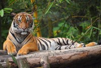 Un tigre positif à Covid-19 à New York : les animaux sauvages sont-ils en...