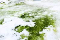 Climat : pourquoi le réchauffement rend l'Antarctique plus « verte »