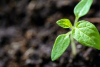 La pollution plastique menace aussi les plantes (et au passage, notre alimentation)