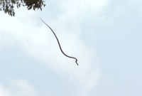Comment ces serpents font-ils pour voler ?