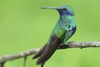 Ces oiseaux font une sieste si profonde pour survivre que leur corps se gèle