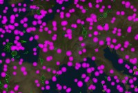Pollution spatiale : cette visualisation montre bien l'ampleur du problème