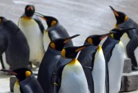 Google va payer deux développeurs pour sécuriser le noyau de Linux