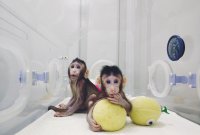 Deux singes clonés sont nés en Chine : une prouesse scientifique qui pose des...