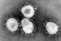 Face au coronavirus, des archivistes contournent les paywalls pour diffuser les articles scientifiques