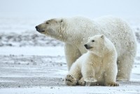 Le jour où l'administration Trump a mis aux enchères des parcelles protégées de l'Arctique