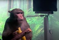 Un singe qui joue à Pong : pourquoi Elon Musk en fait un peu...