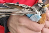 Masques, gants : les déchets de la pandémie sont « une nouvelle menace pour la vie animale »