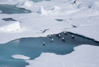 Non, le niveau de la mer ne monte pas à cause de la fonte...