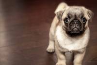 Des chiens pour dépister le Covid-19 ? Oui, mais pas tout de suite