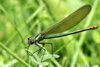 Cette IA classe les espèces d’insectes avant qu’elles ne s’éteignent