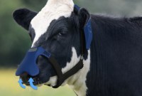 Ces masques pour vaches capturent le puissant gaz à effet de serre généré par...
